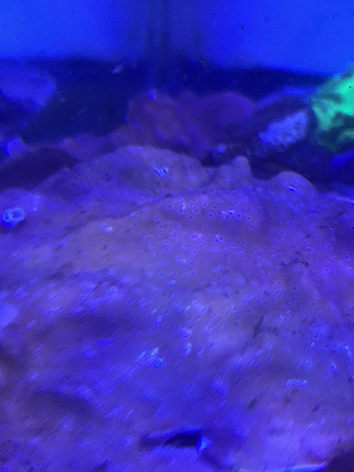 Fake Fish Tank Aquarium Decorations