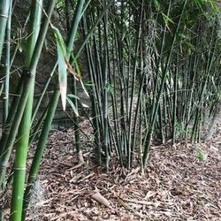 Top Tier Bamboo For Sale