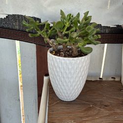 Potted Succulents 
