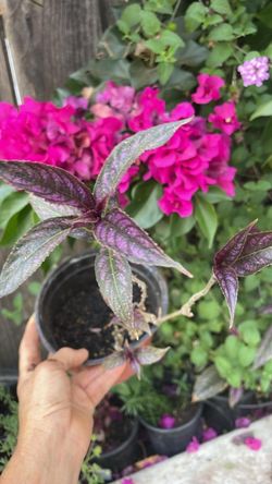6” pot purple Persian shield, 95820
