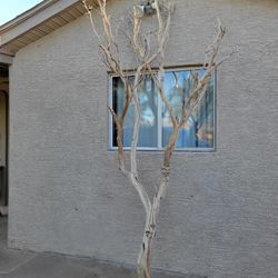 Manzanita Trees