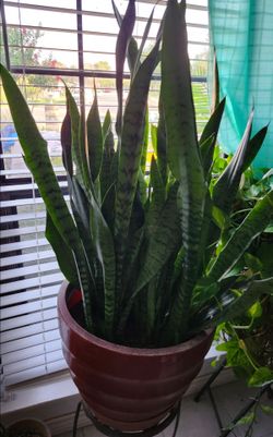 Lengua de suegra