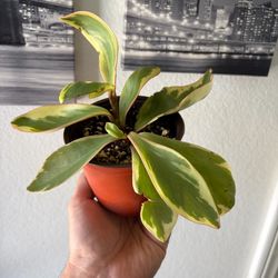 Peperomia Ginny