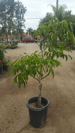Walnut