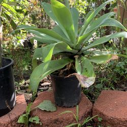 Real Plant
