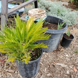 Palms Fruite Trees Succulents 