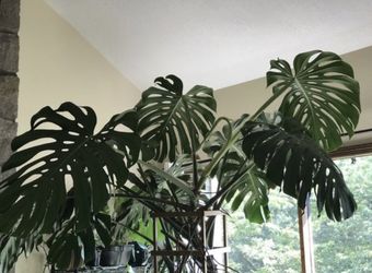 Got small propagated plant now