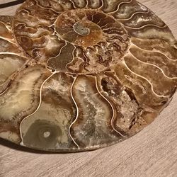 Polished Ammonite Fossil