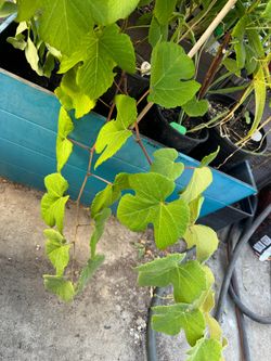 Kyoho grapes (the Small Type ) super GrapeTasty