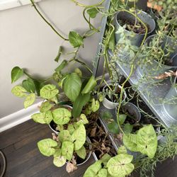 Plants SALE OBO