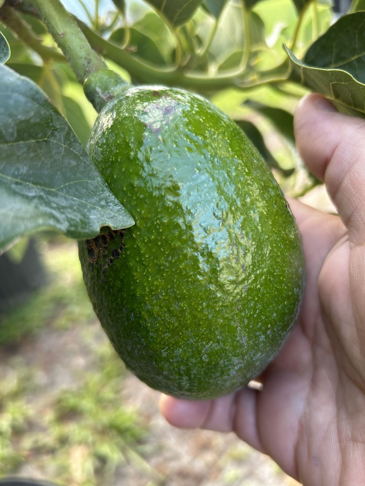 Avocados Tree Catalina Red Plum Ciruelas Jocote for Sale in Bvl, FL