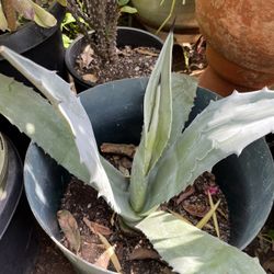 Blue Agave
