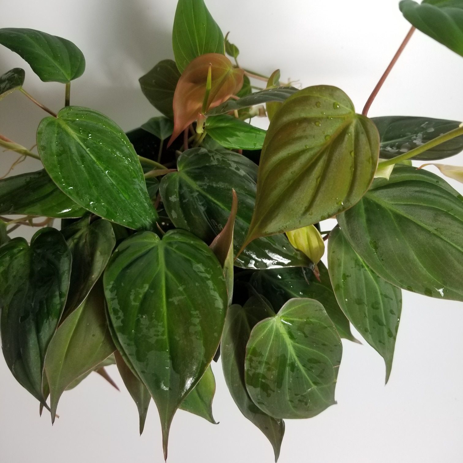 Philodendron Micans aka Rare Velvet Leaf Bronze Mican Vine live fully established plant 6 inch pot. Planta para interior. Plantes d'intérieur