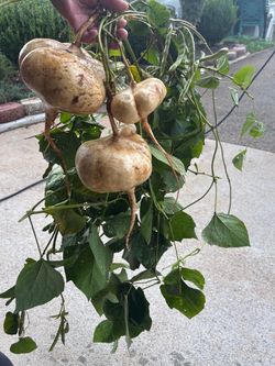 Jicama