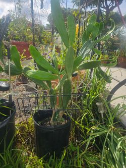 Prickly Pear Plant Fruit Edible