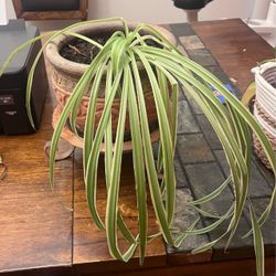 Variegated Spider Plant in Terra Cotta Pot