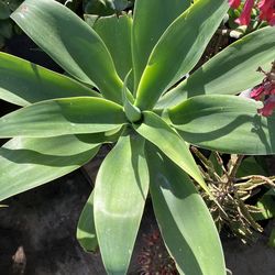 Plants must sell in5 gallon containers