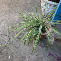 Spider Plant 