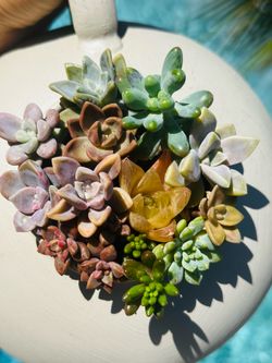 Tea pot of succulents