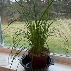 Beautiful And Very Healthy Plant 