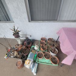 Various Plants, Pots, and Gardening Tools
