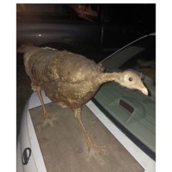 Wild Turkey Taxidermy 