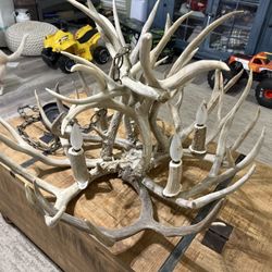 Mule Deer Antler Chandelier Taxidmery Beautiful Horns 