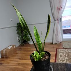 Sansevieria (Snake Plant / Mother-in-Law's Tongue)