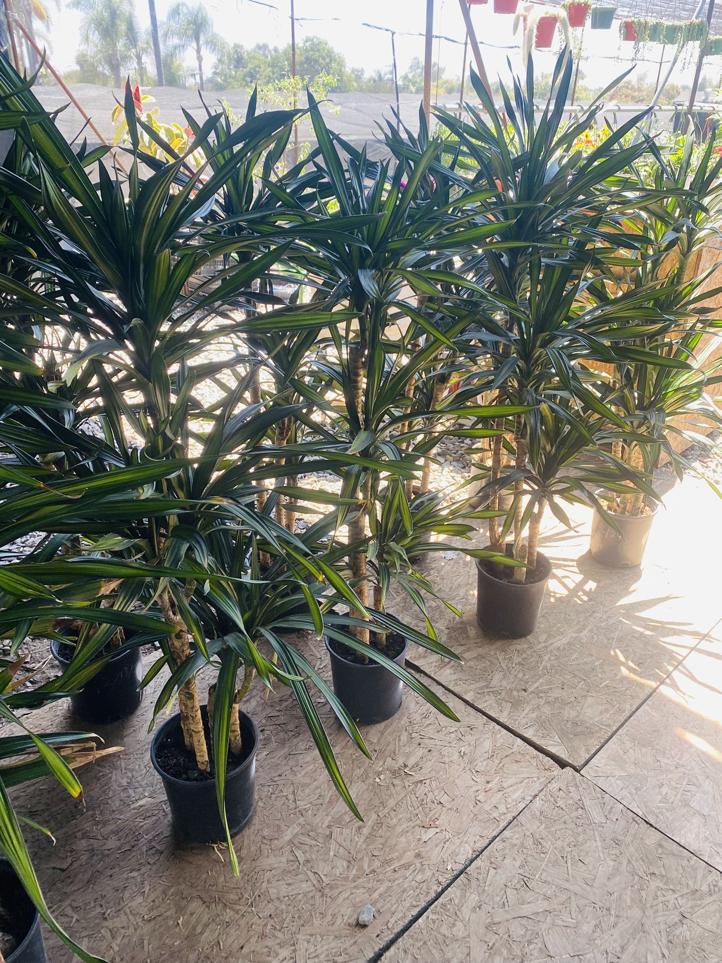 Indoor plants 🌱