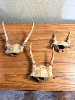 Real Deer Skull Caps with Antlers – Lot of 3