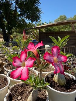 Desert Rose Plants