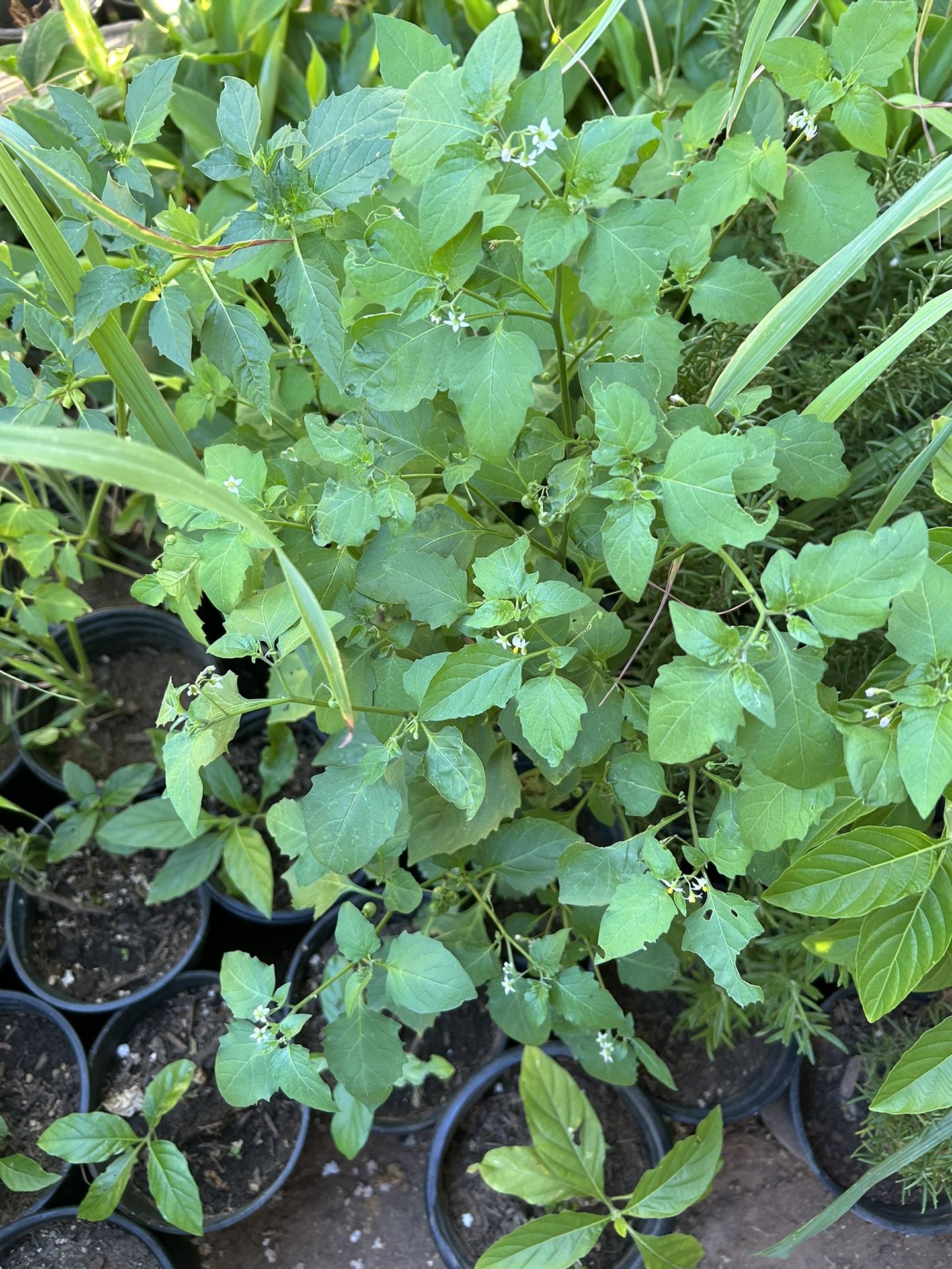 Planta De Yerba Mora $10 & 20