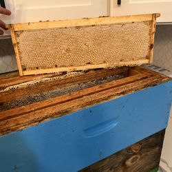 Honey Comb Frames 