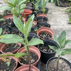 milkweed flowering starter plants seedlings rooted  $5-$8