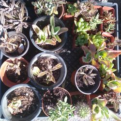 Small Succulents