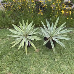 Agave Plants **$15 EACH** in 3 gallon pots