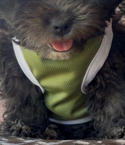 Green Mesh Dog Harness Vest