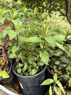 Chocolate Mint Plants 