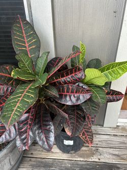 Croton Plant