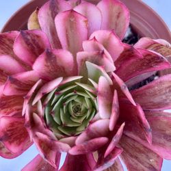 Aeonium Gucci Variegated 