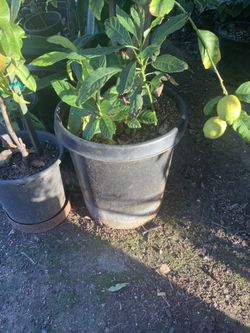 Limón Amarillo