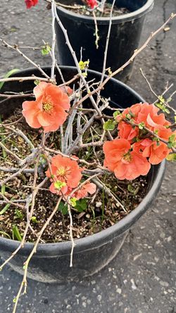 Double Take Quince Plants 5-7 Gallon Pot Đào Nhật