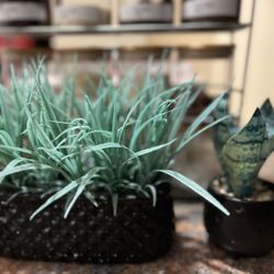 Indoor Artificial Plant – Great Deal!