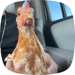 adolescent male rooster