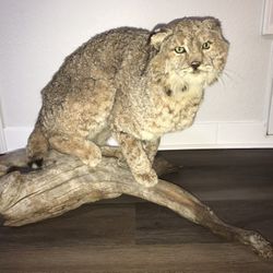 Bobcat 