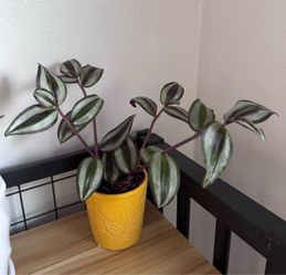 Purple indoor plant