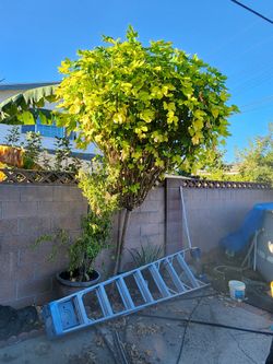 Chaya Plant - RARE FIND