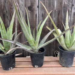 Aloe Vera Plants