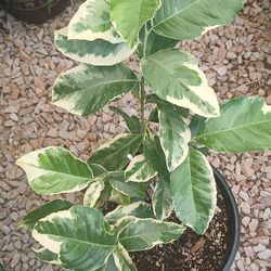 Fruit Tree And Plant Sale