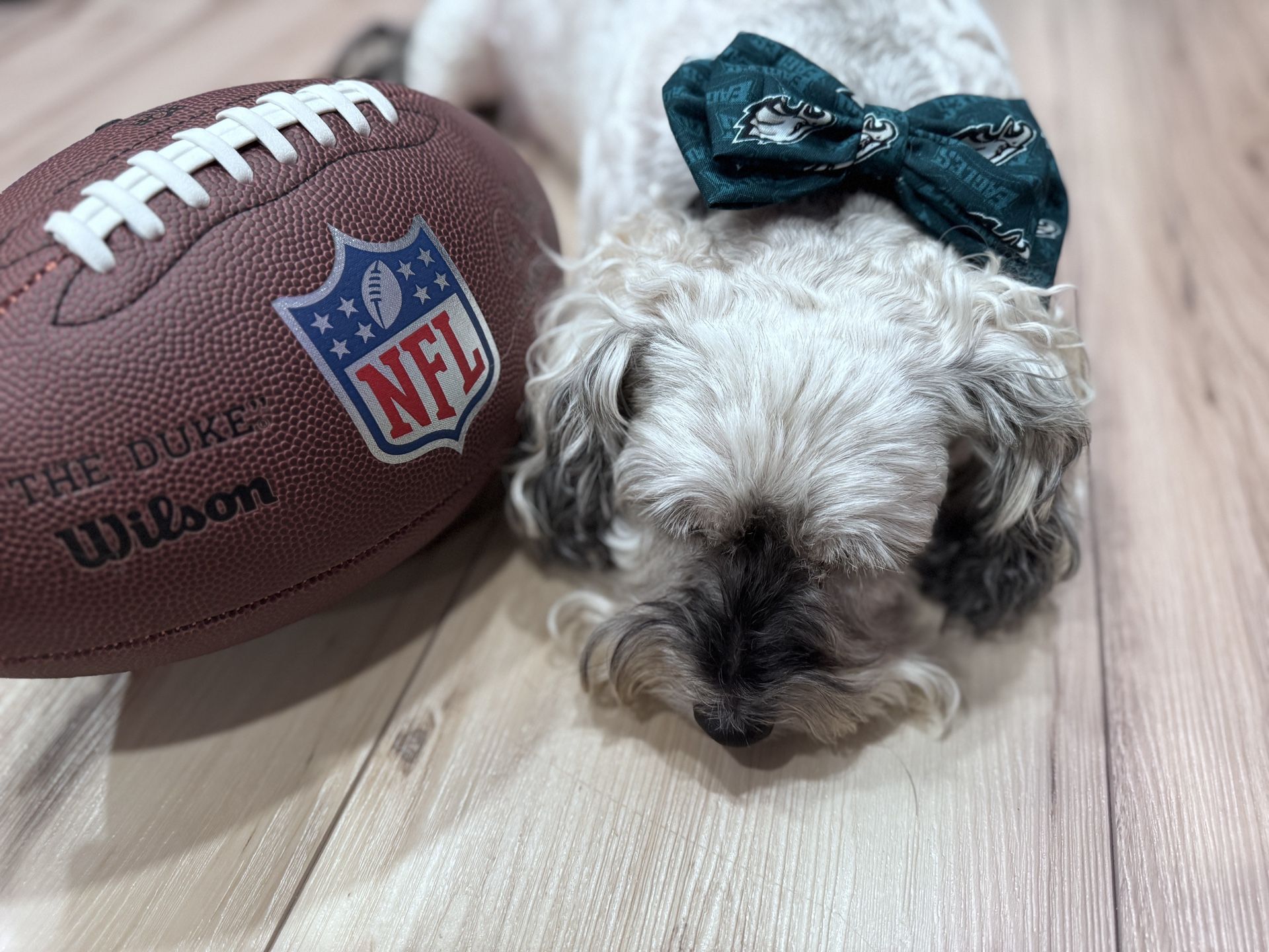 Eagles Dog Collar